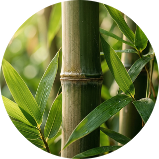 Bamboo Stem Powder