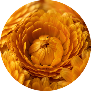 Calendula Flower Extract