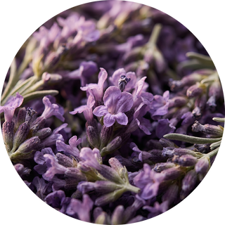 Lavender Flower Oil