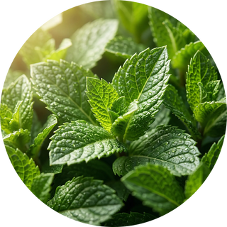 Peppermint Essential Oil