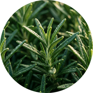Rosemary Extract