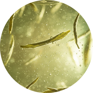 White Tea Leaf Extract